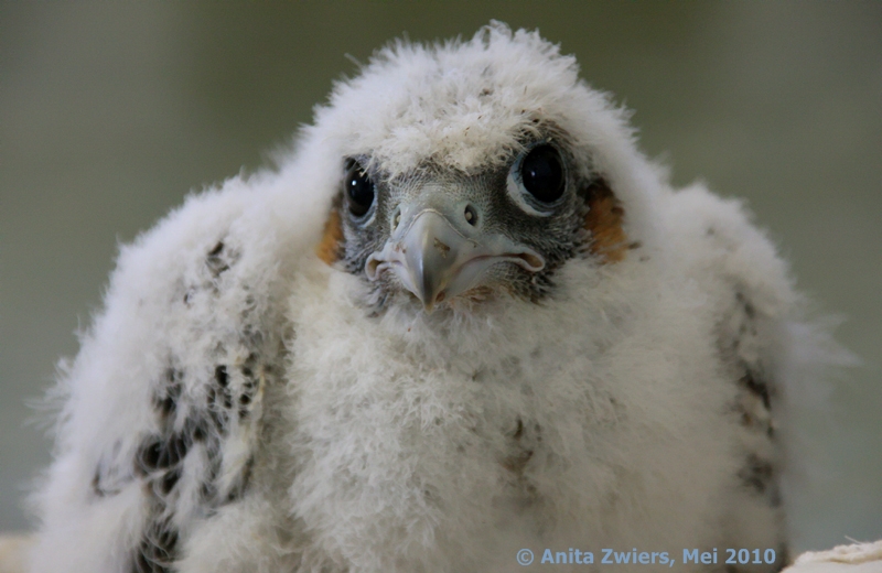 Juvenile during banding